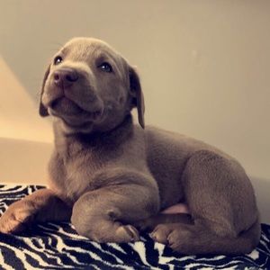 Meet your Posher, Ryleigh